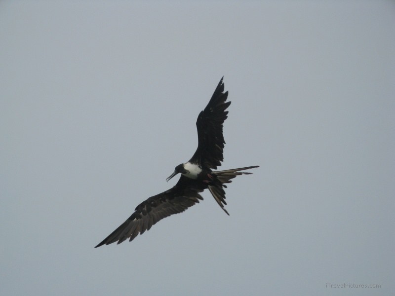 flying bird